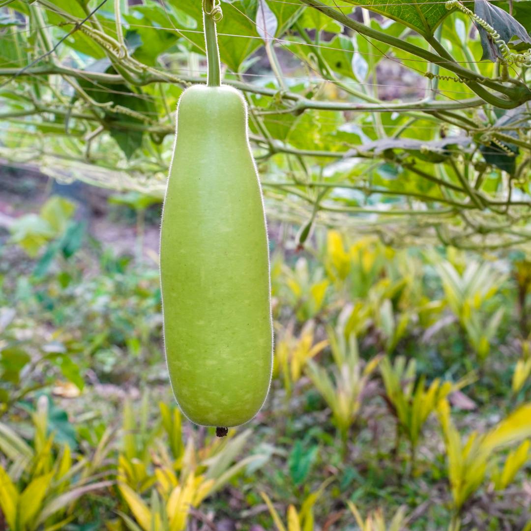 Bottle Gourd